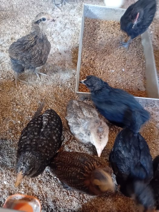 Kura kury aracuany naturalne ekologiczne araucany pisklaki araucany