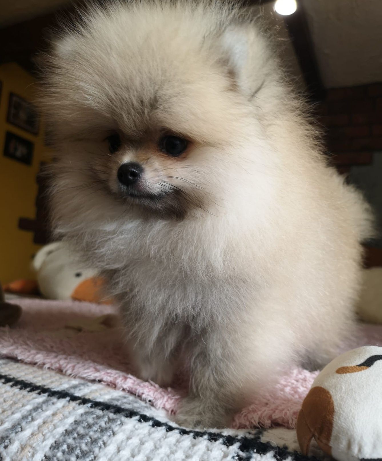 Szpic miniaturowy pomeranian