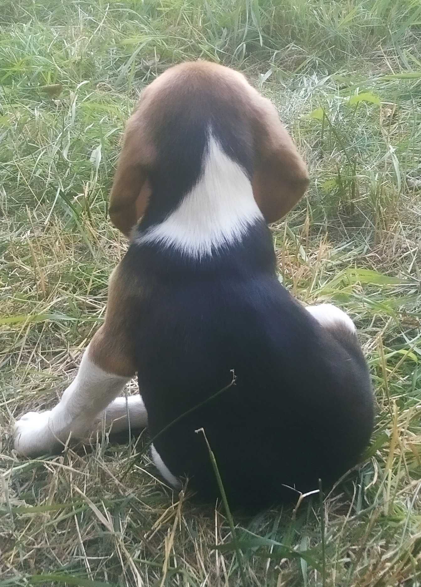 Beagle z rodowodem szczenię