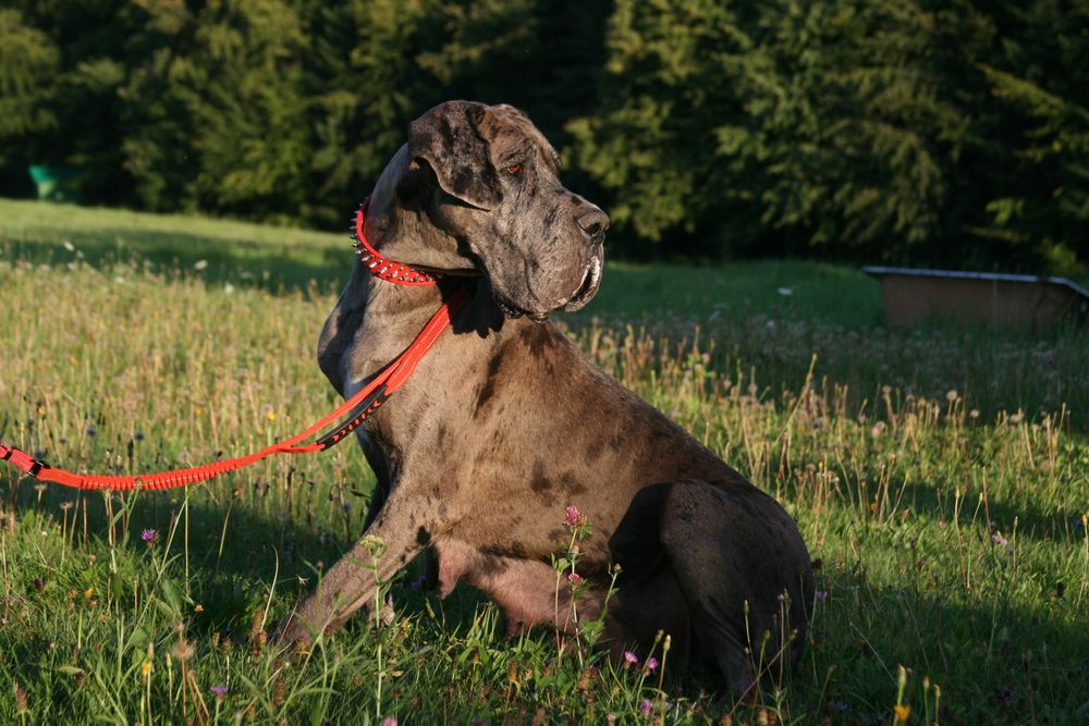 Szczeniak Dog Niemiecki