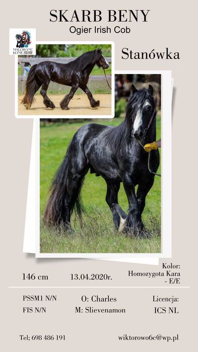 ogier  Irish Cob / Gypsy Cob / Tinker krycie stanówka