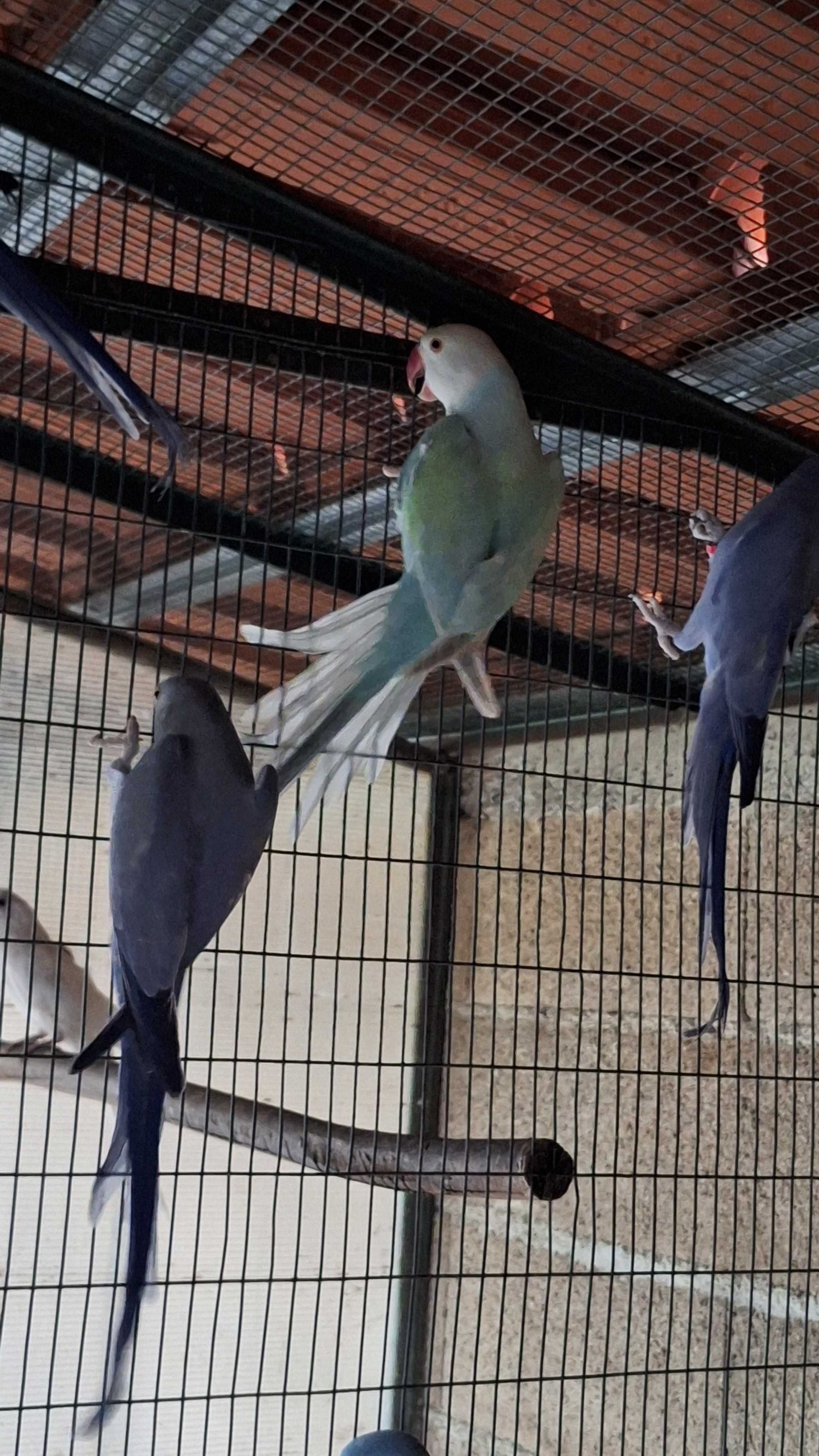 Ring necks varias mutações 2024 e 25