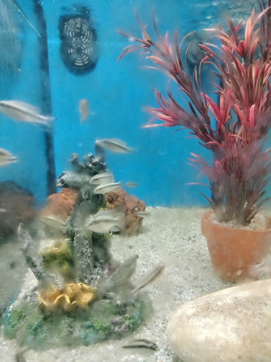 Vendo kribensis juvenis