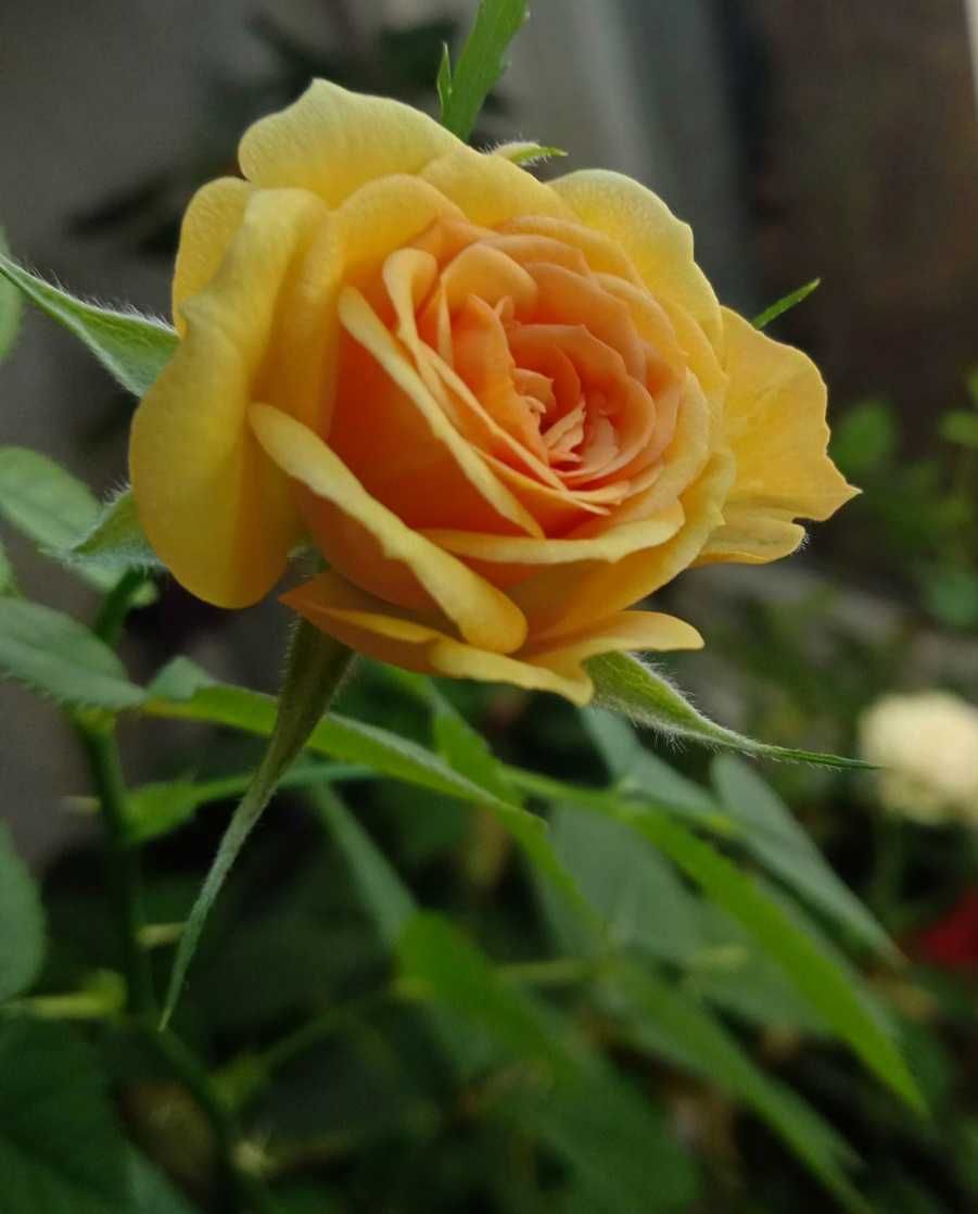 Роза янтарная комнатная троянда, цветы