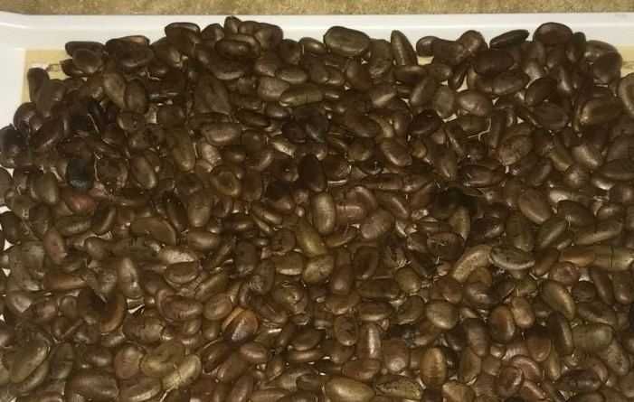 Азиміна Насіння Сіянці обмін