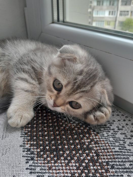 Шотландские вислоухие котята