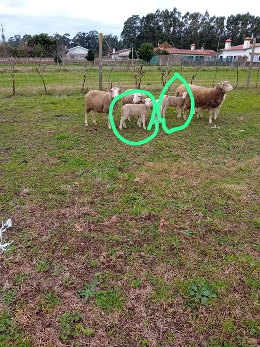 Ovelhas fêmeas novas