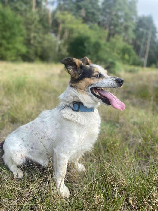 Uśmiechnięty Morus - kandydat na Twojego przyjaciela!