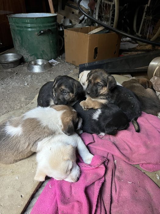 Віддамо в добрі руки цуценят знайдених в лісі