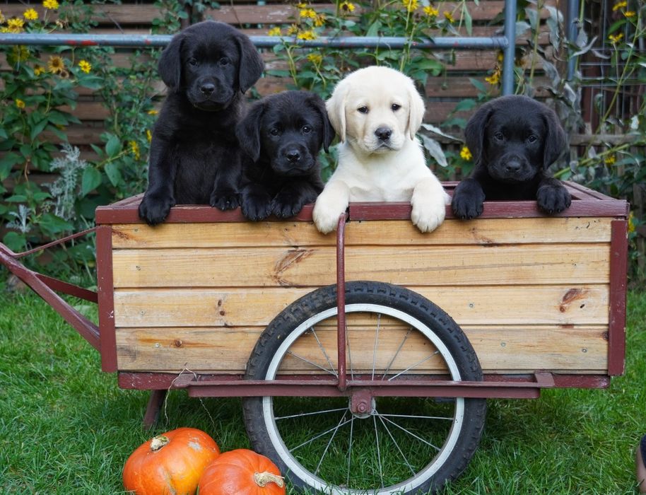 Labrador retriever-   czarny  piesek   ZKwP/FCI - gotowy do odbior