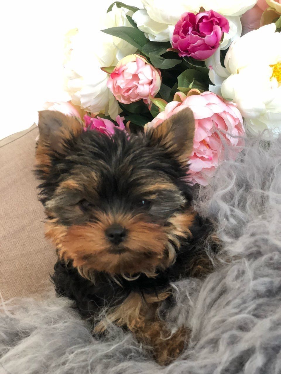 Mini piesek Yorkshire terrier Jork 3mies paszport chip