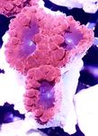 Blastomussa Bicolor Frag 2-3 glowki  FLUOLAMPS.PL WYSYŁKI