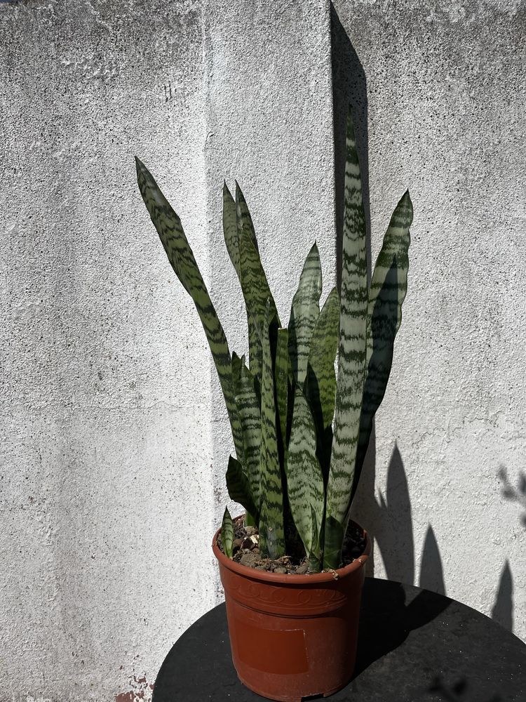 Vaso com Espada de São Jorge (Sansevieria trifasciata) – 2 variedades