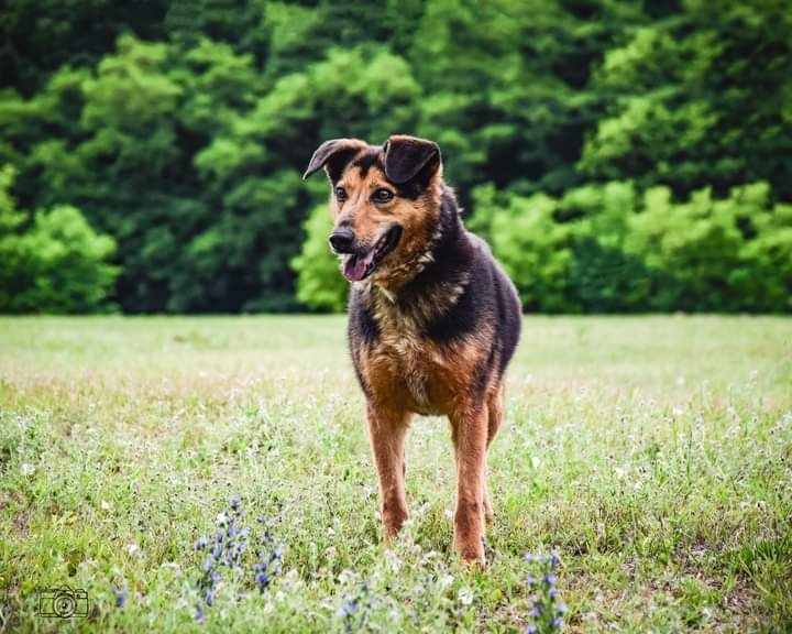 Jego lata lecą... A on wciąż w schronisku... Odmienisz Jego życie?