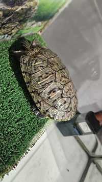 Черепаха черепашка