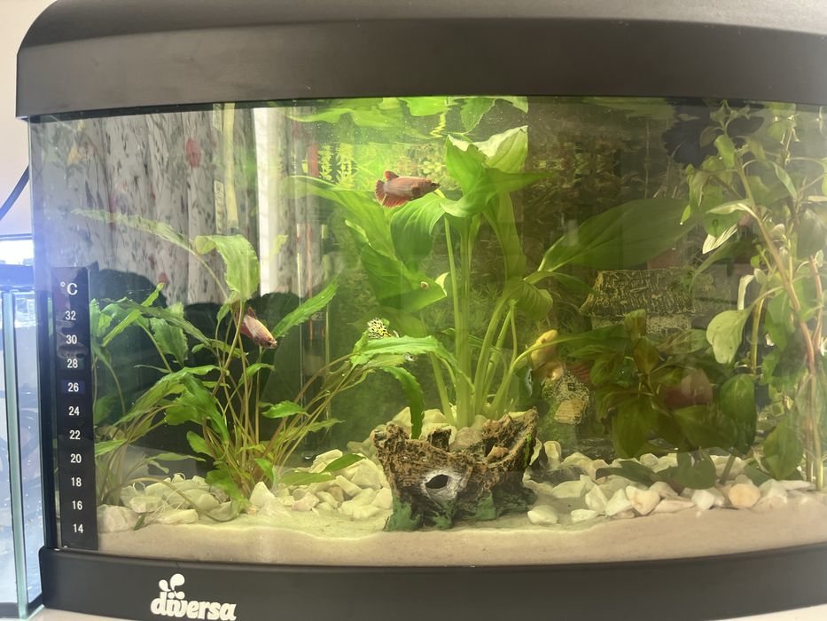 Akarium owalne 25l wraz z calym zestawem