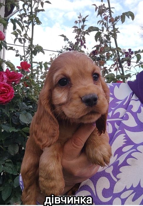 Цуценята породи англійський кокер спаніель