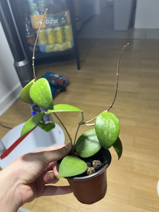 Hoya sp. 'Hat Som Paen'