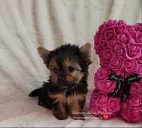 Yorkshire Terrier filigranowa mini suczka york