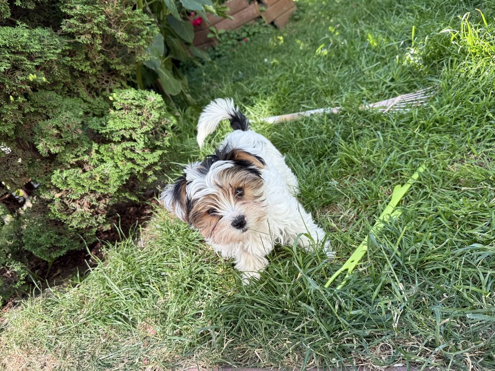 Piękny York terrier Biewer Pies Yorkshire metryka rodowód wyprawka