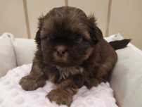 Piesek Shih tzu Camel
