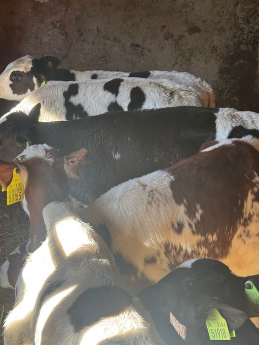 Cielaki krzyżówki 10szt pobierają paszę biała strefa