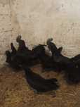 Jaja lęgowe ayam cemani