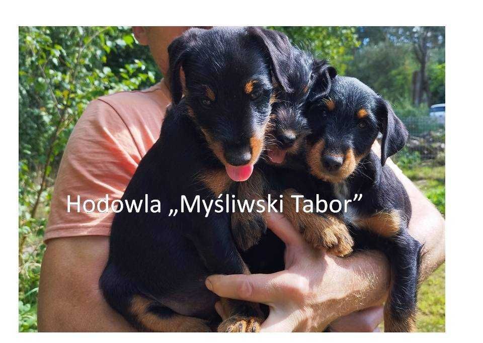 jagdterier- niemiecki terier myśliwski