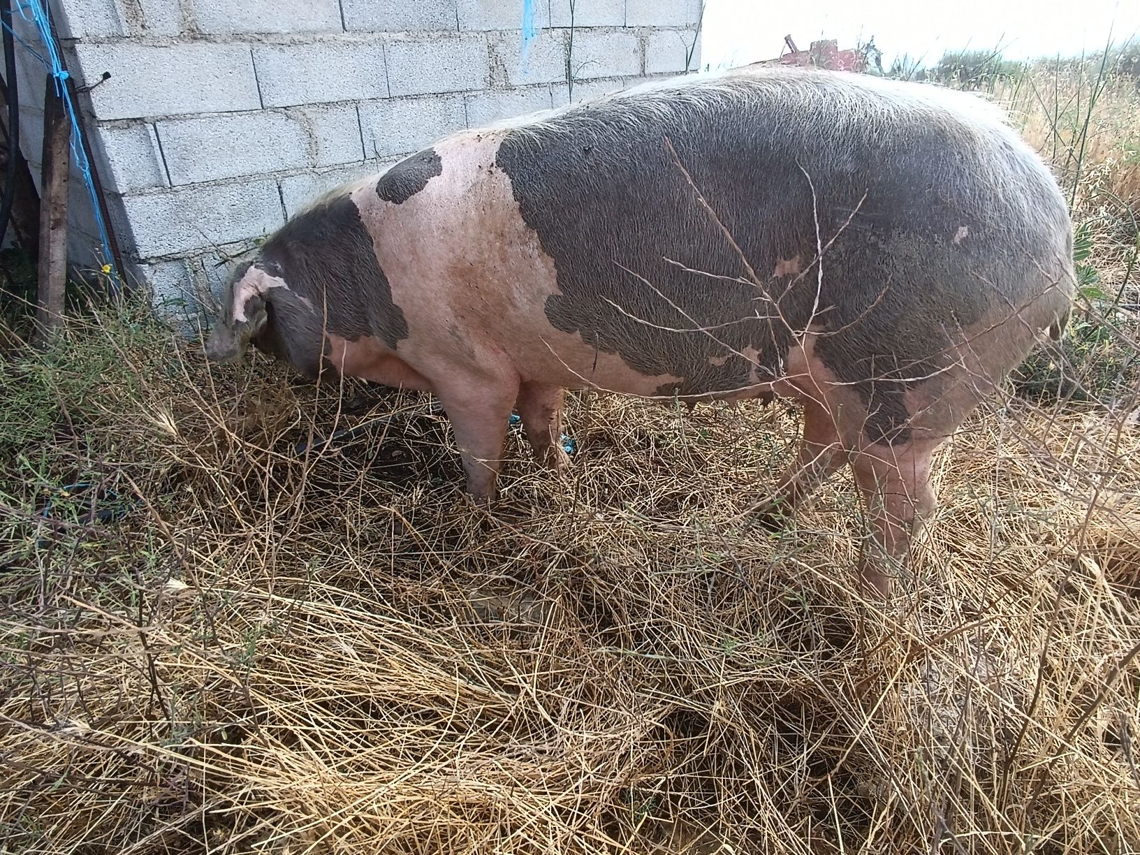 Vendo Porca Bisara pura – 13 Meses – Excelente Genética – Mansa