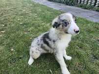 Border Collie ZKwP FCI