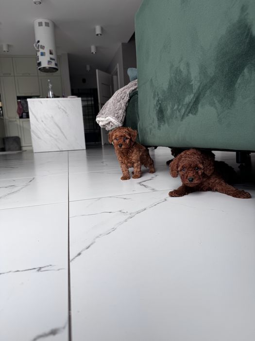 Pudel Toy Red - piesek ;)