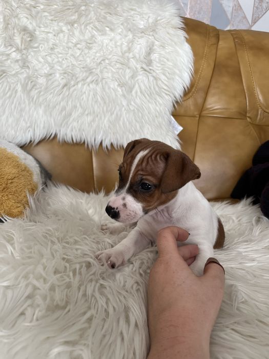 Jack Russell Terrier szczeniak- pies