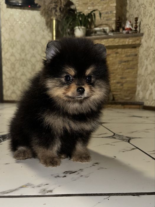 Чорний красотунчік