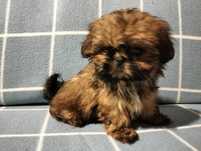 Cudowna suczka shih-tzu MINI Rodowód Rezerwacji