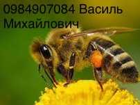 Продам бджолосімʼї