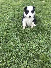 Suczka border collie