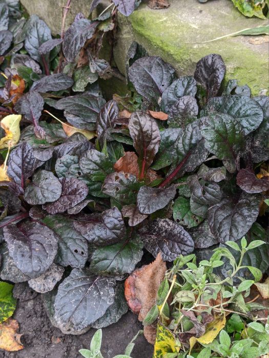 Різні вуличні рослини, плетючі, низькорослі