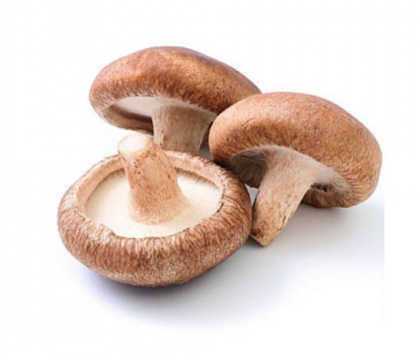 Cogumelos Shitake - Cogumelos Shiitake