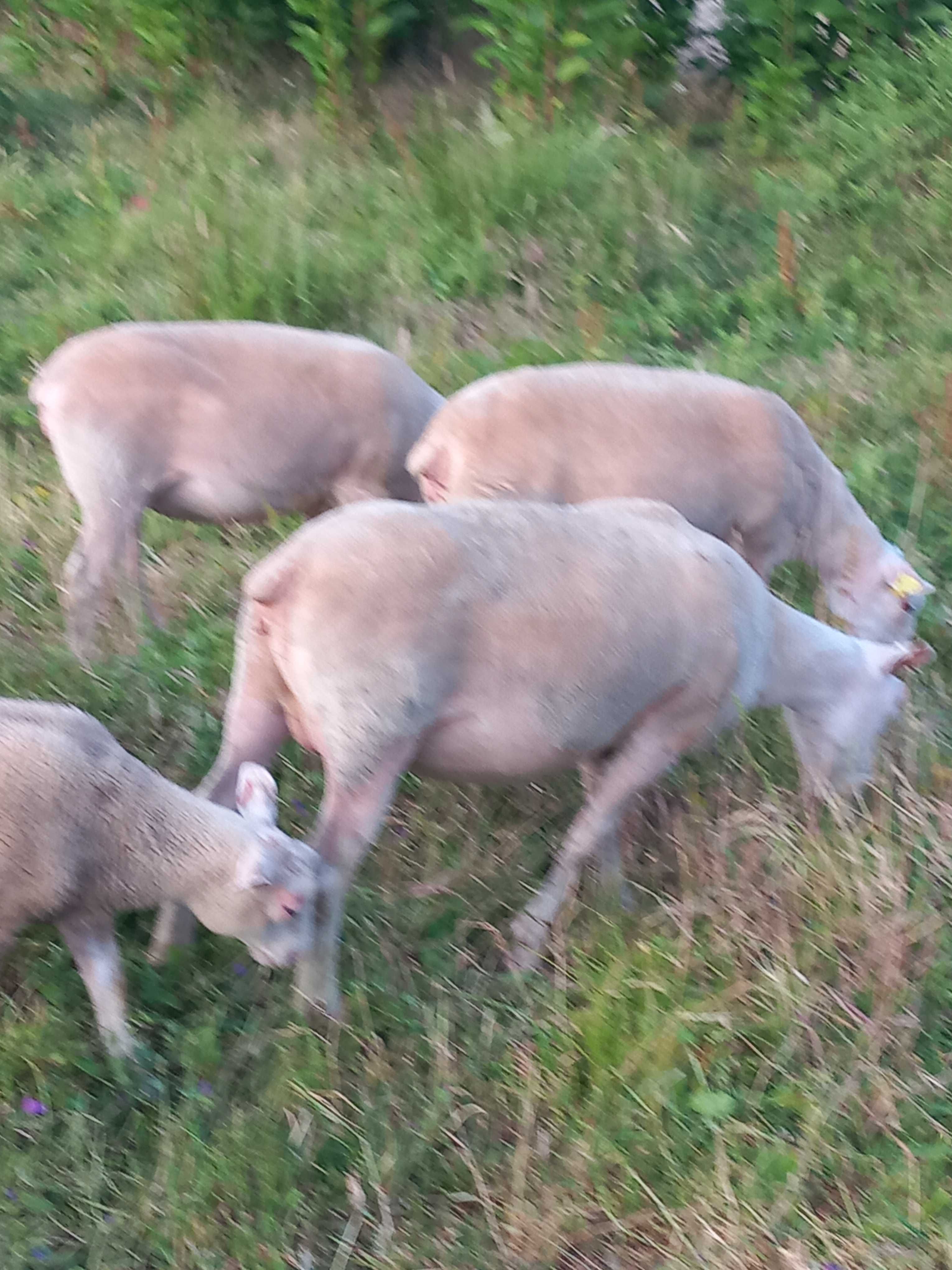 Ovinos das Raças,  Berouchon du Cher, e Dorper Branco