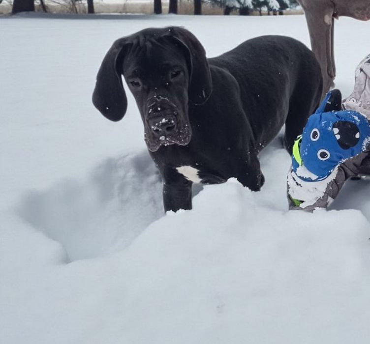 Dog niemiecki czarna dziewczynka