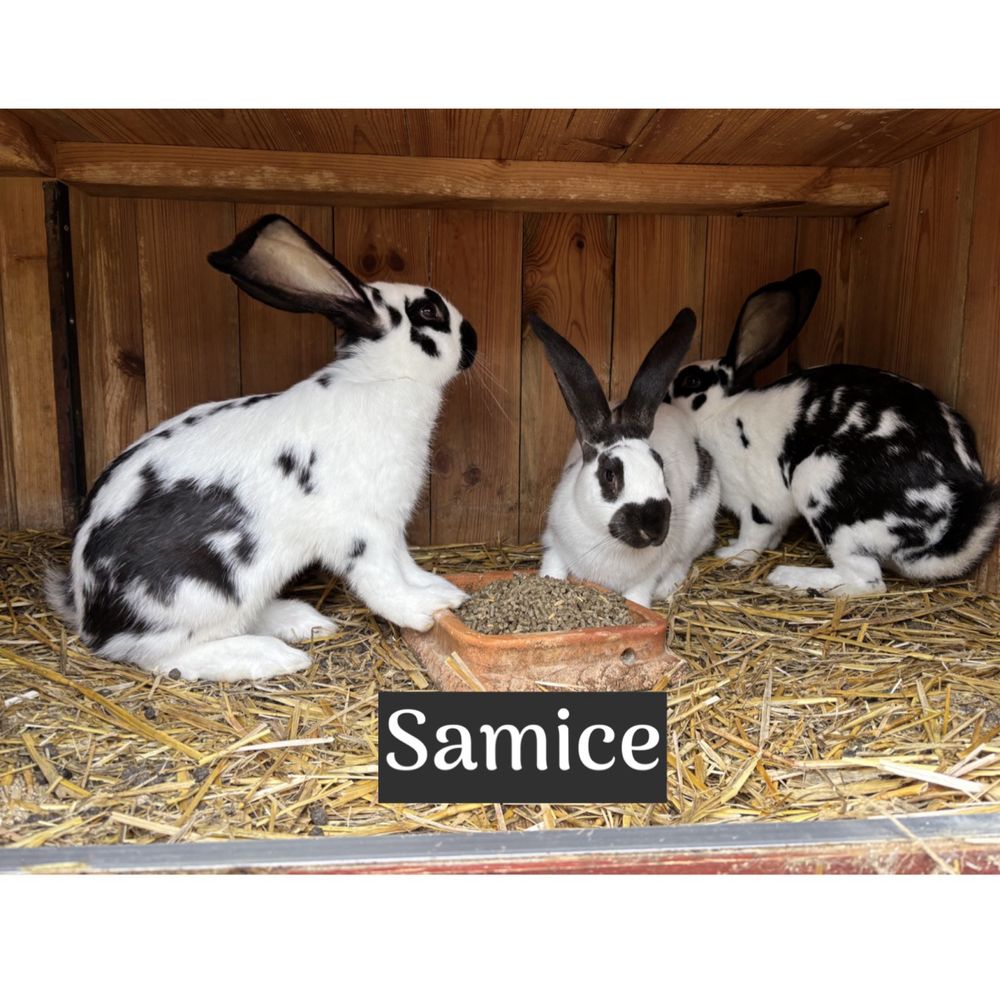 Króliki samce i samice