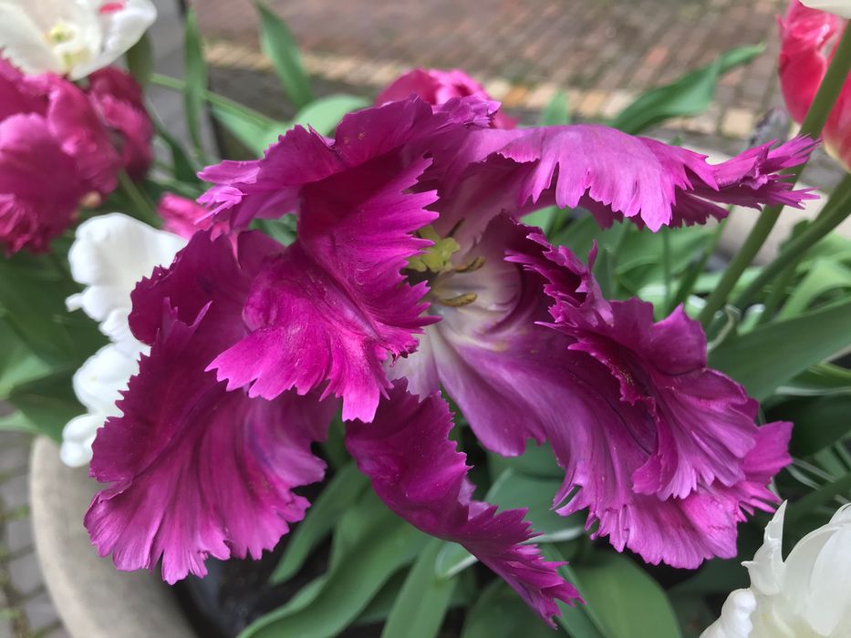 Продам тульпан  для посадки или срез