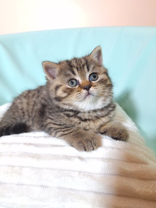 Шотландский прямовухий хлопчик.