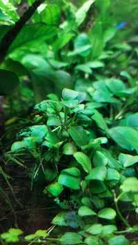Anubias rośliny mikrozorium mikrosorium ludwigia bucephalandra