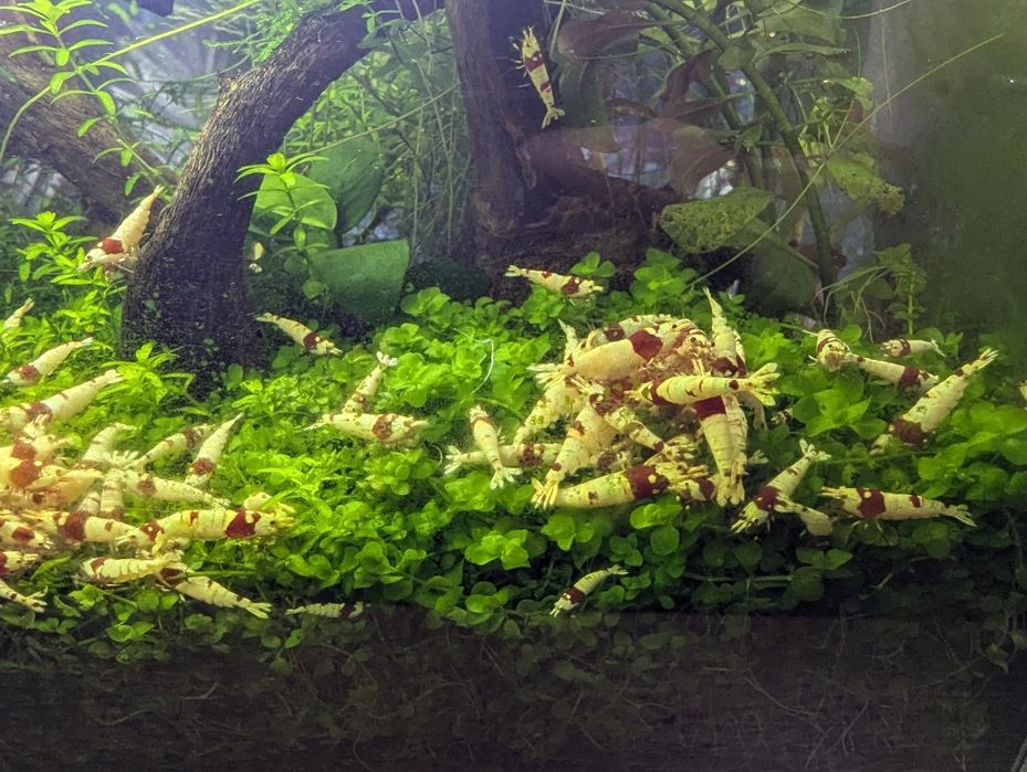 Crystal Red I PRL krewetki-rezewacja