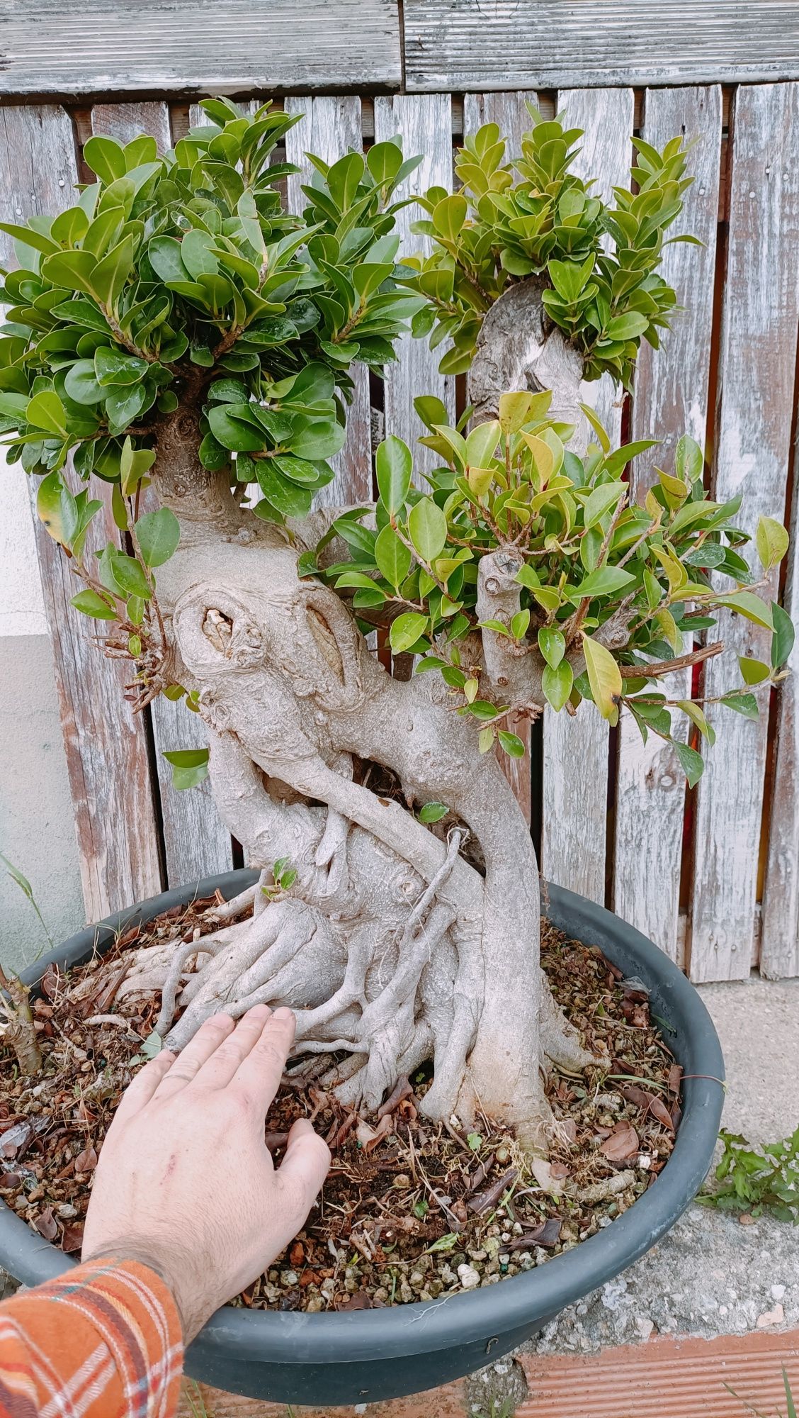 Vendo bonsai de fícus retusa