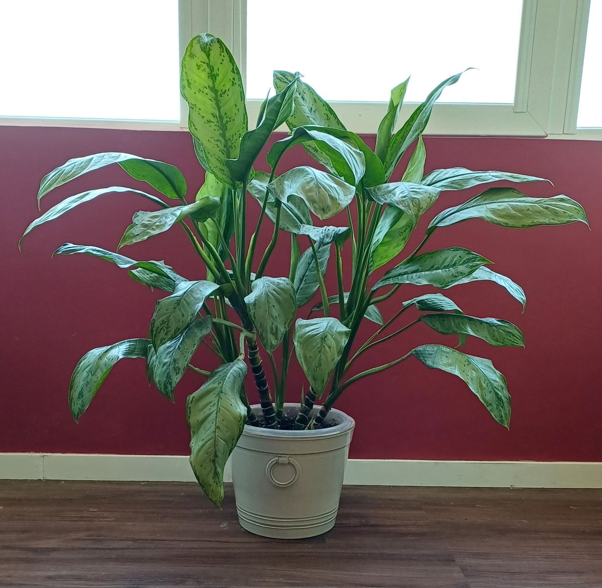Planta - Aglaonema com vaso cerâmico