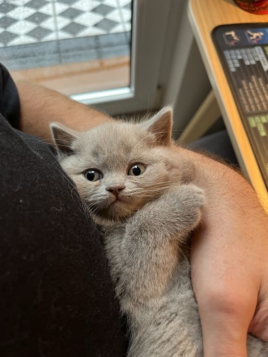 Kot brytyjski liliowy