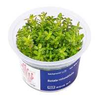 Rotala Rotudinfolia invitro MASSON