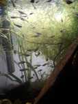 Comunidade  só Guppys total de mais 50 animais
